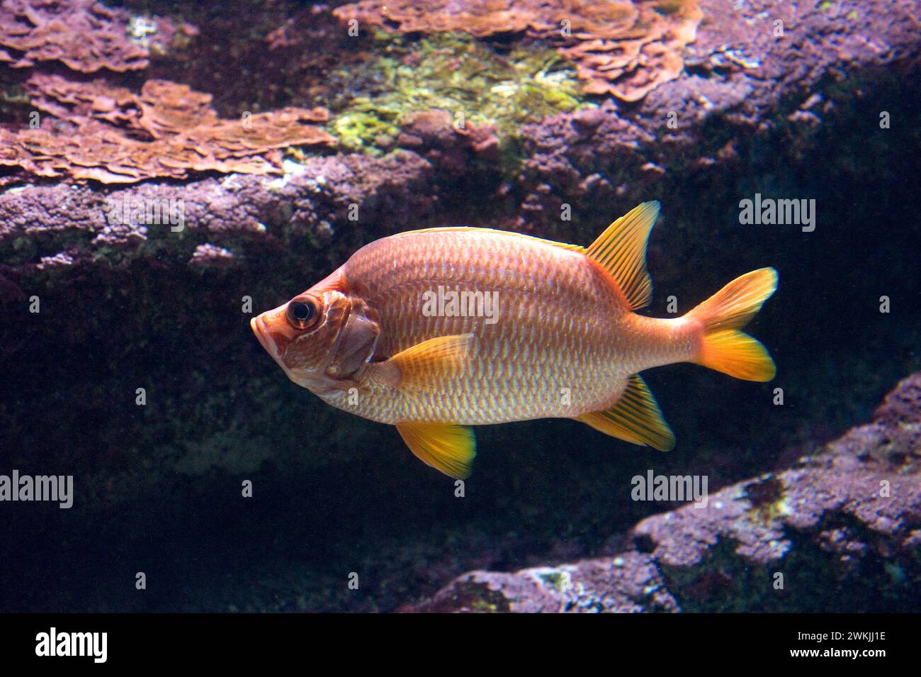 Sabre squirrelfish (Sargocentron spiniferum) is a marine fish native to Indo-Pacific Ocean. Stock Photo