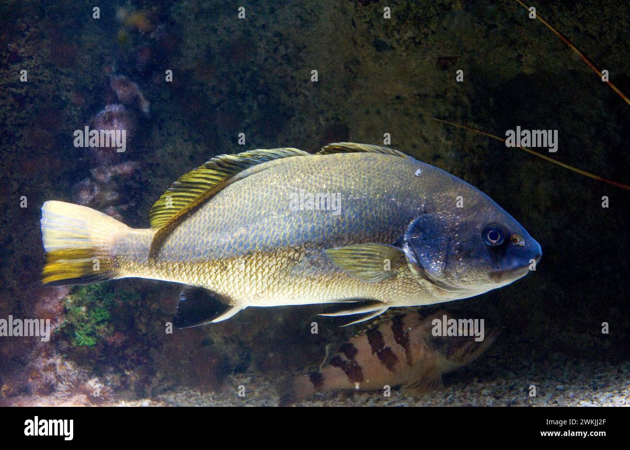 Corb or brown meagre (Sciaena umbra) is a marine fish native to Mediterranean Sea and eastern Atlantic Ocean. Stock Photo