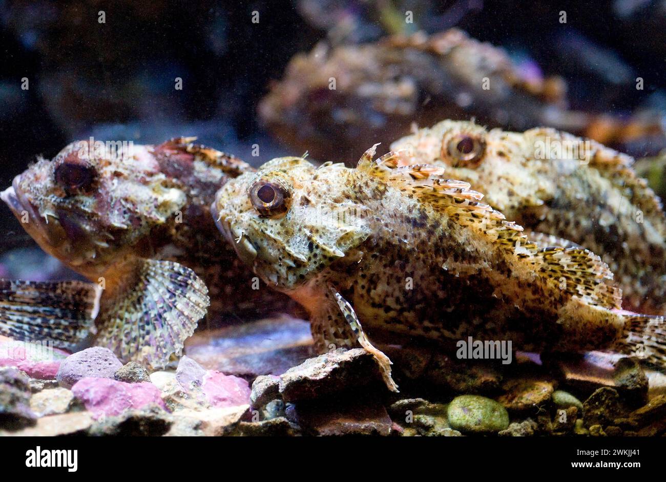 Small red scorpionfish (Scorpaena notata) is a poisonous marine fish native to Mediterranean Sea and eastern Atlantic Ocean from France to Senegal. Stock Photo