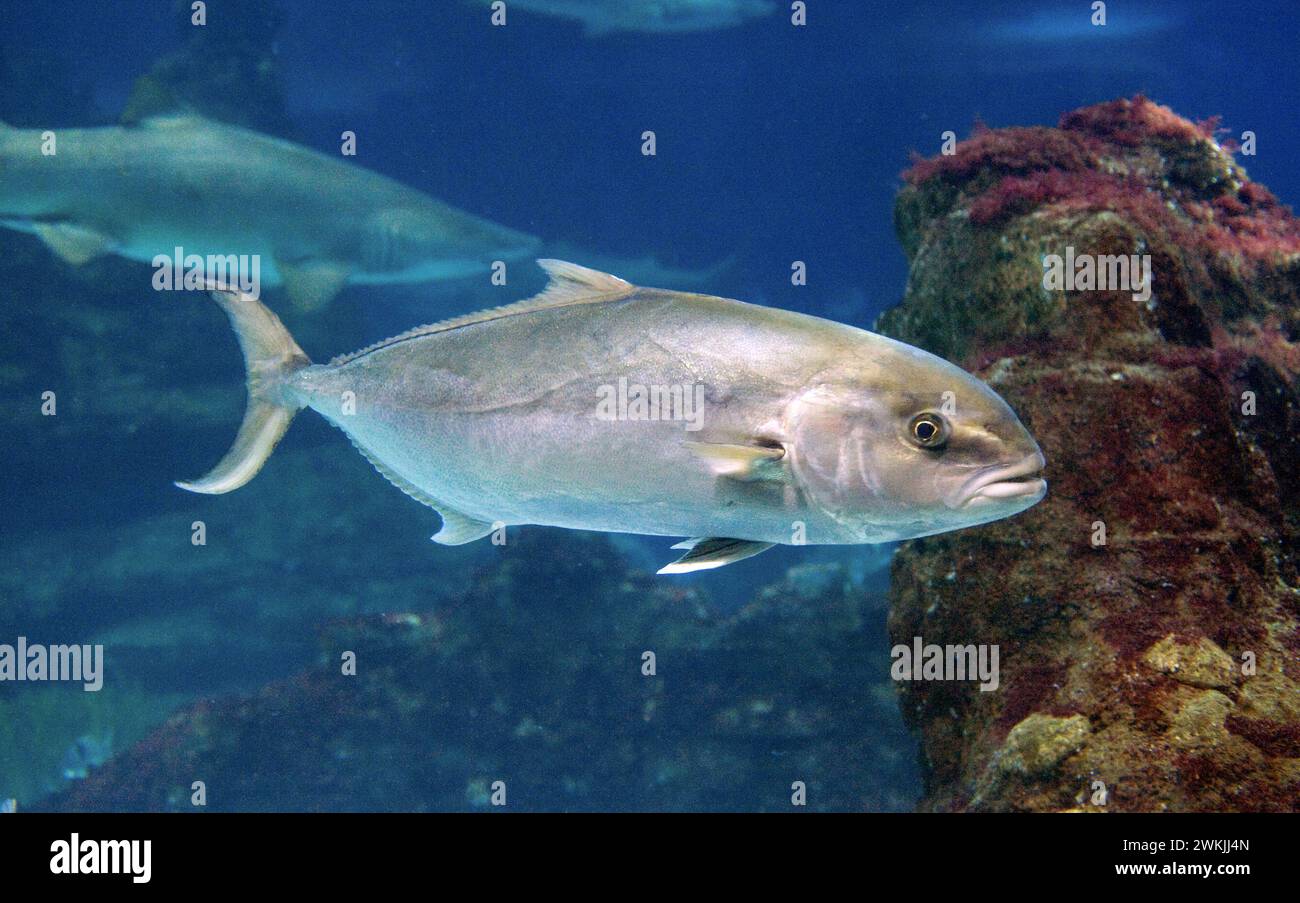Greater amberjack (Seriola dumerili) is a marine fish native to tropical and subtropical waters of the world. Stock Photo
