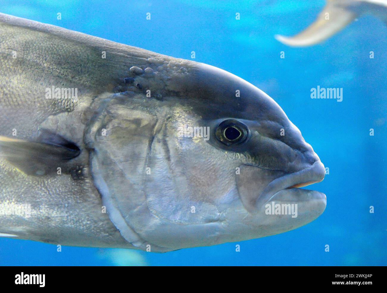 Greater amberjack (Seriola dumerili) is a marine fish native to tropical and subtropical waters of the world. Head detail. Stock Photo