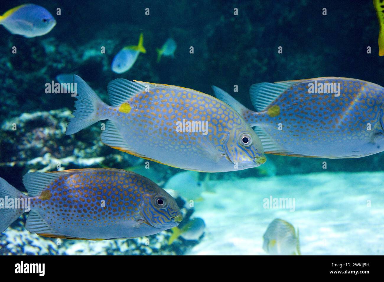 Orange-spotted rabbitfish (Siganus guttatus) is a marine fish native to eastern Indian Ocean and western Pacific. Stock Photo