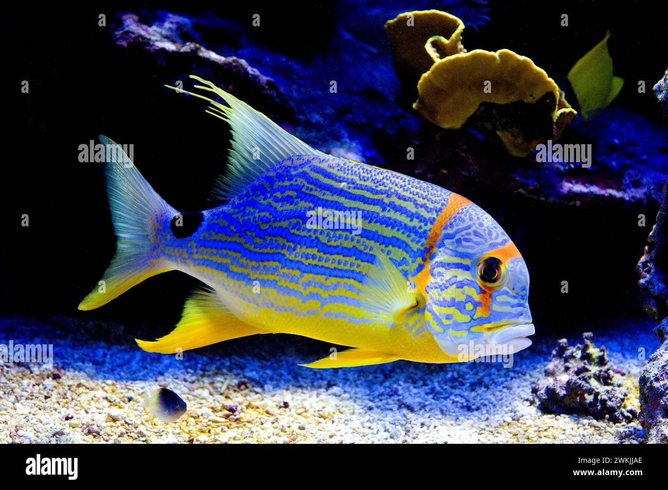 Blue-lined seabream or sailfin snapper (Symphorichthys spilurus) is a marine fish native to coral reefs of Indo-Pacific Ocean. Stock Photo