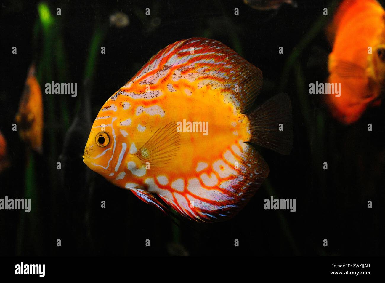 Discus (Symphysodon aequifasciatus axelrodi) is a fresh water fish native to Amazon basin. Stock Photo