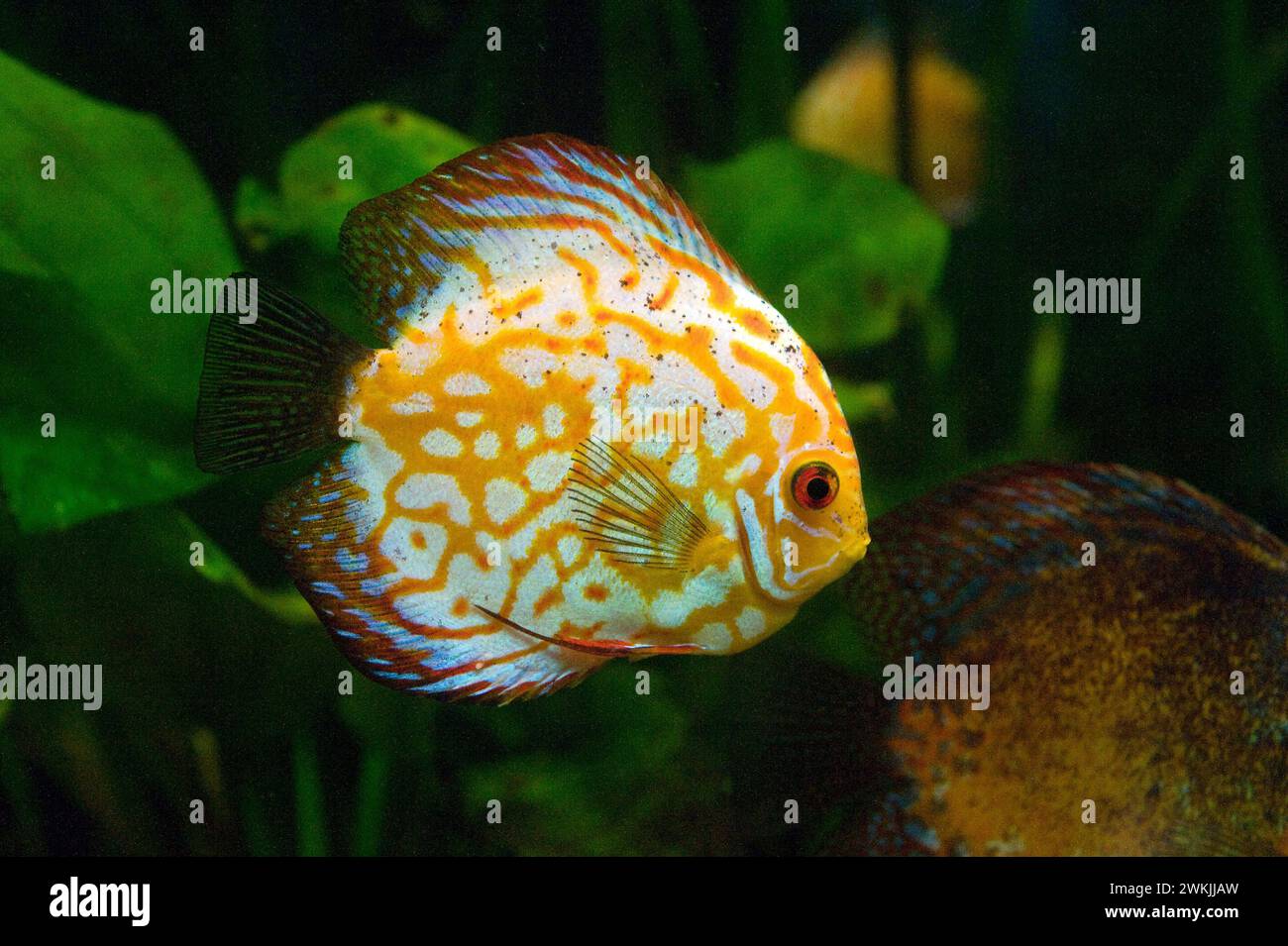 Discus (Symphysodon aequifasciatus axelrodi) is a fresh water fish native to Amazon basin. Stock Photo