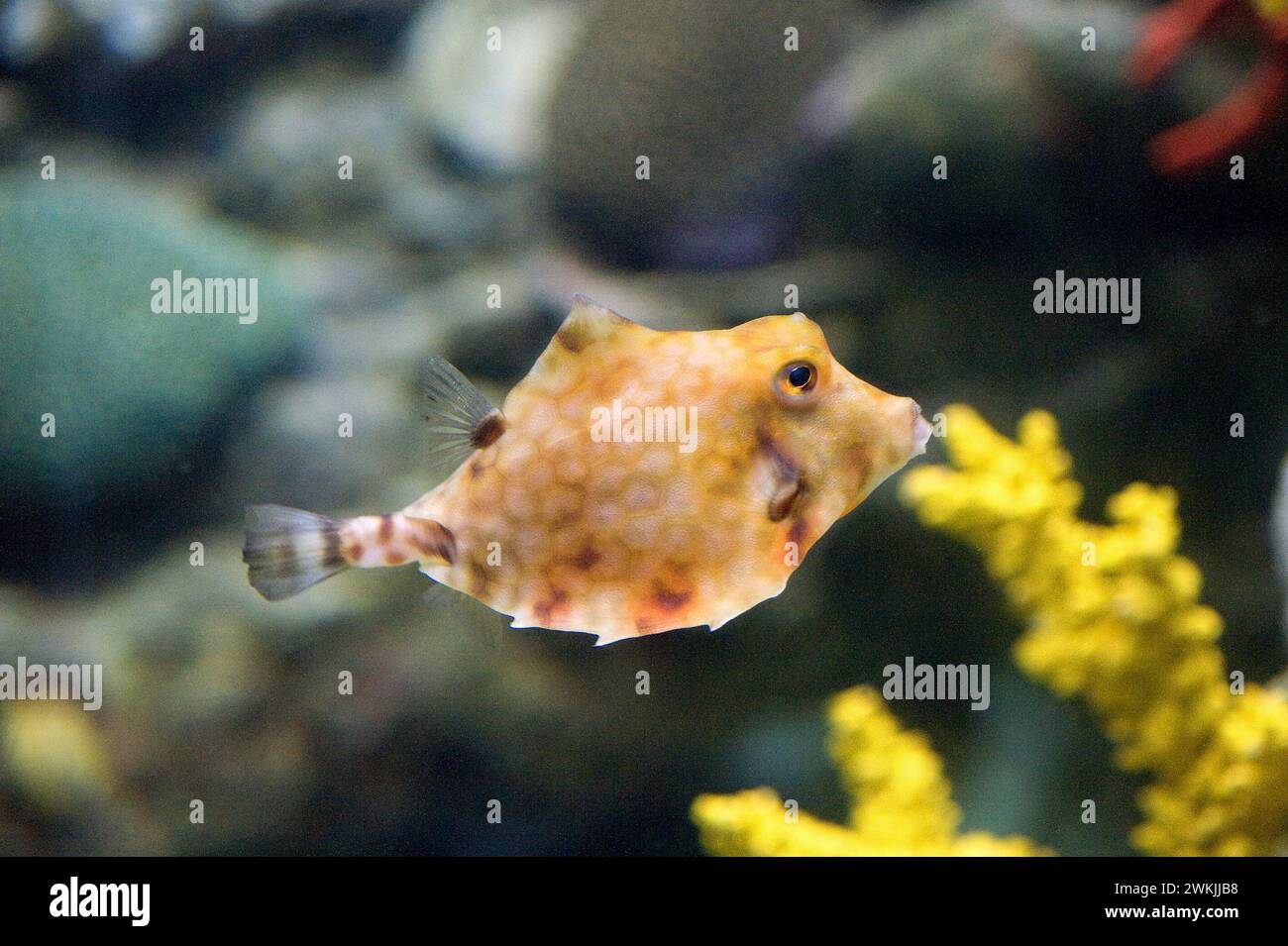 Camel cowfish (Tetrosomus gibbosus) is a marine fish native to tropical Indo-Pacific and naturalized in Mediterranean Sea. Stock Photo