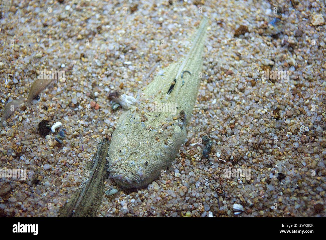 Atlantic stargazer (Uranoscopus scaber) is a bioelectrogenetic marine fish native to Mediterranean Sea and eastern Atlantic Ocean coasts. Stock Photo