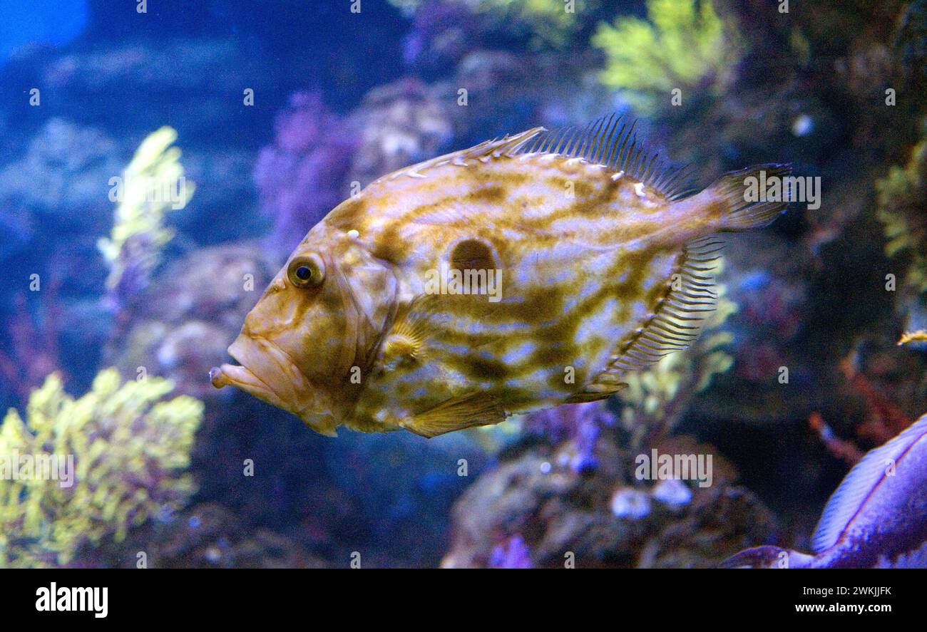 John Dory, Peter's fish or St. Pierre (Zeus faber) is a marine fish ...