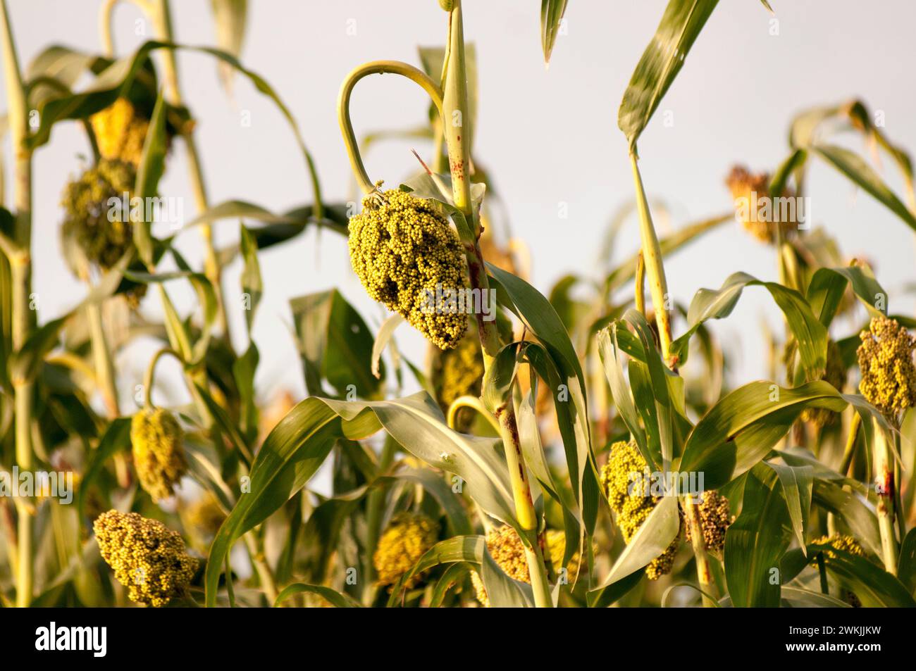 Teff ethiopia hi-res stock photography and images - Page 3 - Alamy