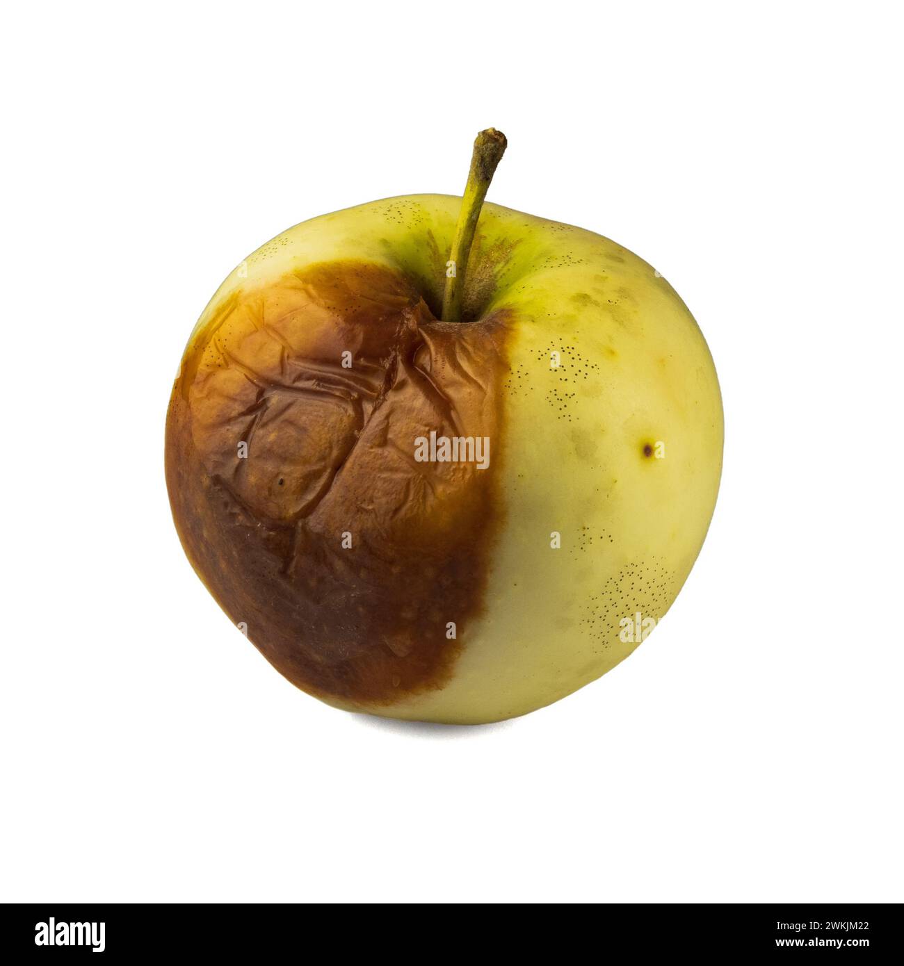 Bad apples, rotten fruit A rotten apple. Isolated in white background