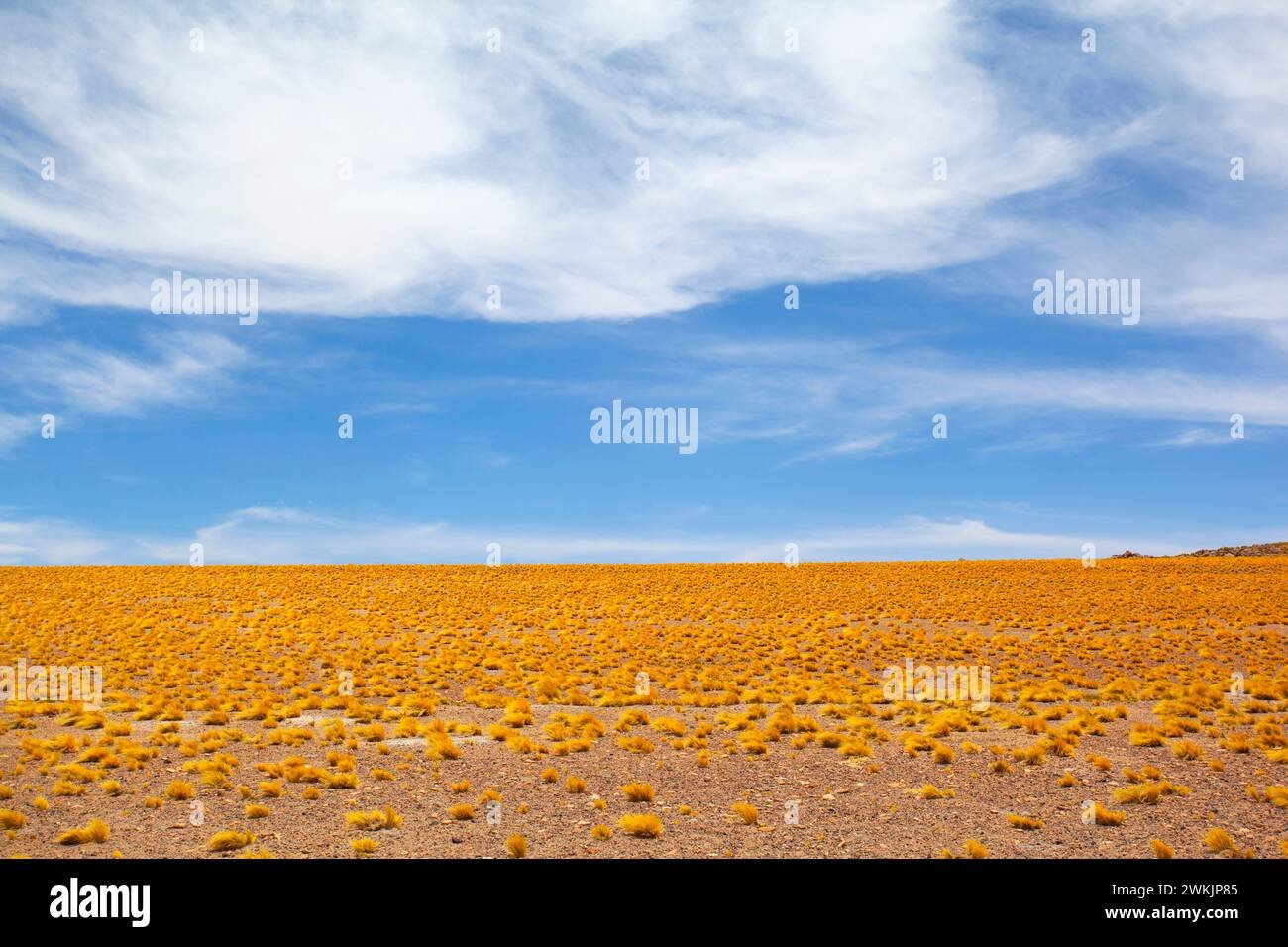 Tha Atacama plateau landscape, Chile. Stock Photo