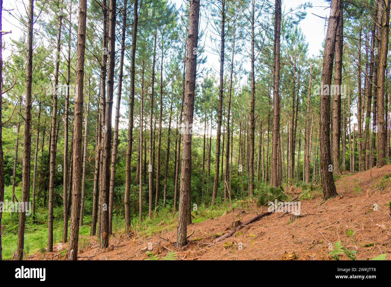 Pine plantation (Pinus sp.) with young thin trees in Sao Francisco de Paula - Serra Gaucha (South of Brazil) Stock Photo