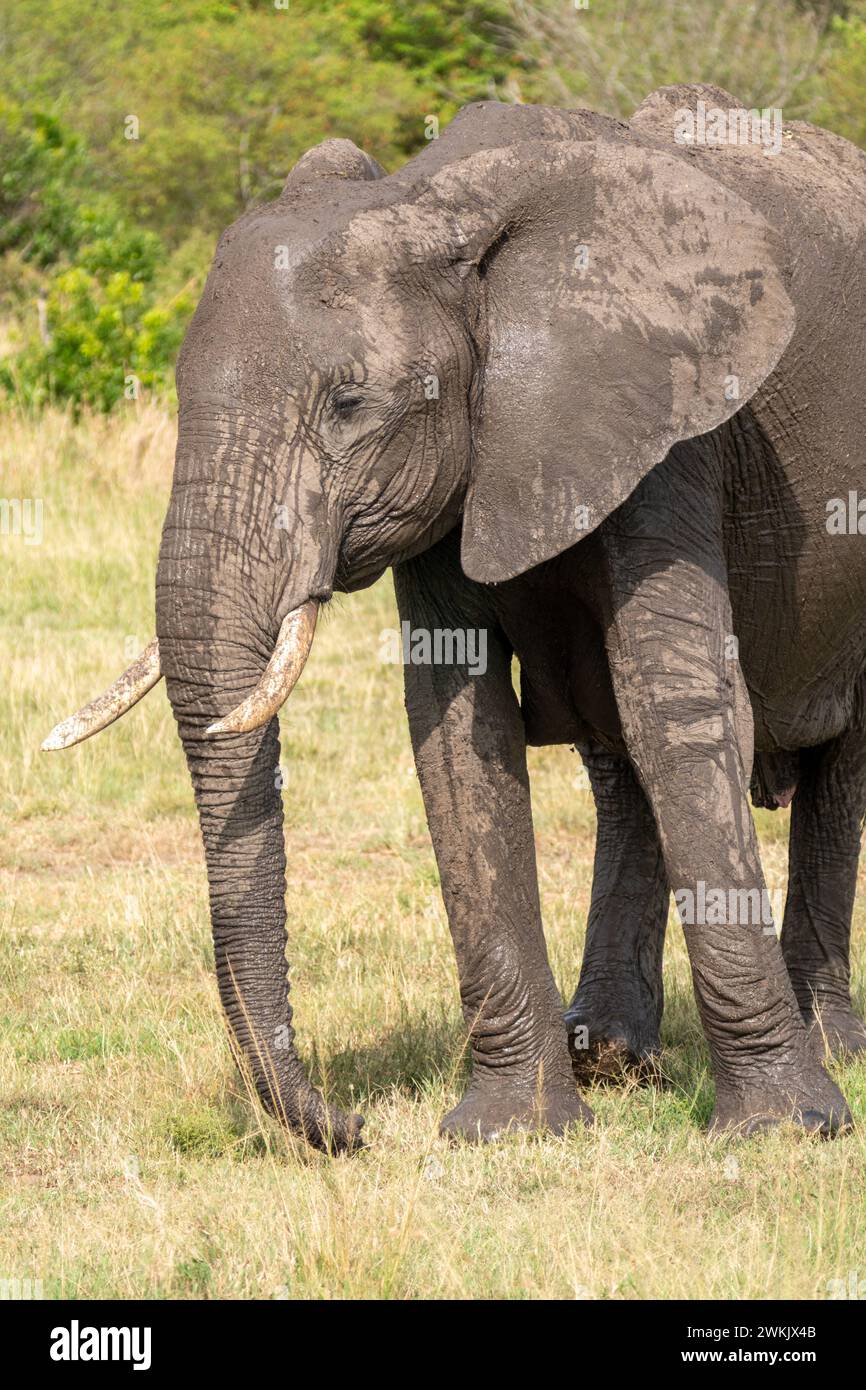 Wildlife photographer masai mara hi-res stock photography and images ...