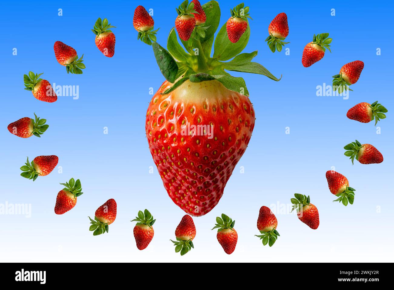 Arrangement of one big strawberry surrounded by a group of smaller strawberries in an elliptical pattern with changing orientation. Stock Photo