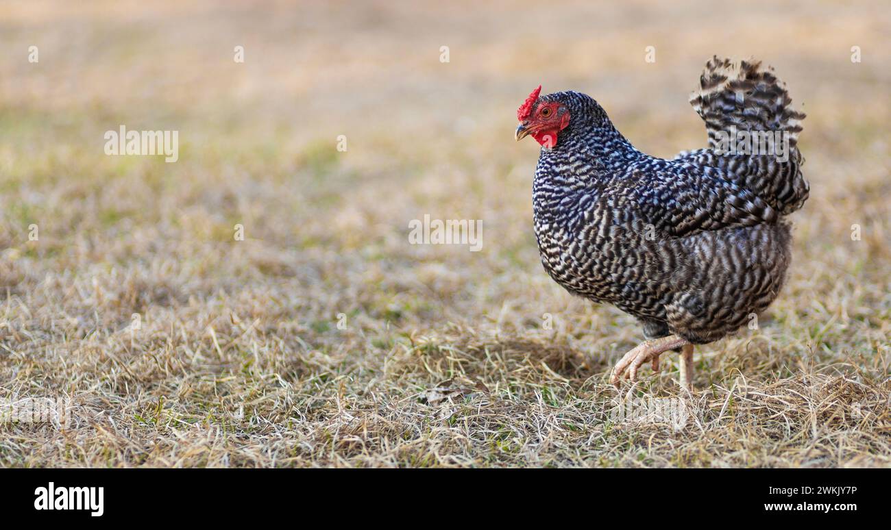 Dominique chicken hen walking across a pasture in a rural area of North