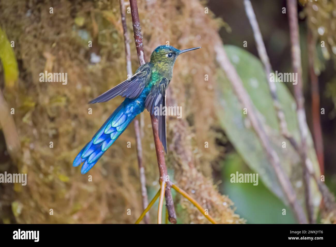 Immature Male Long Tailed Sylph perched in Colombia South America Stock Photo