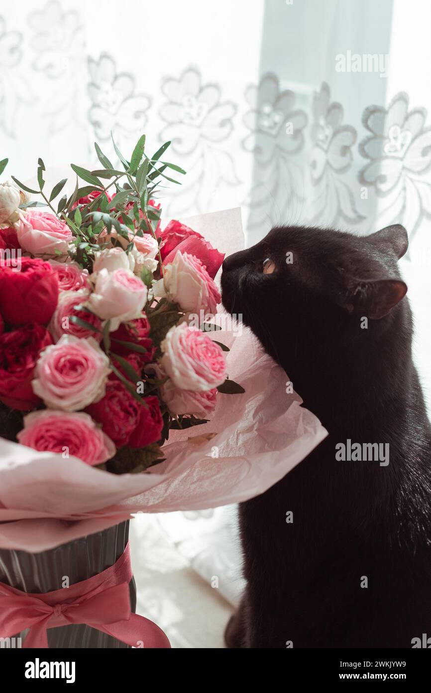 Cat sniffing at rose hi-res stock photography and images - Alamy