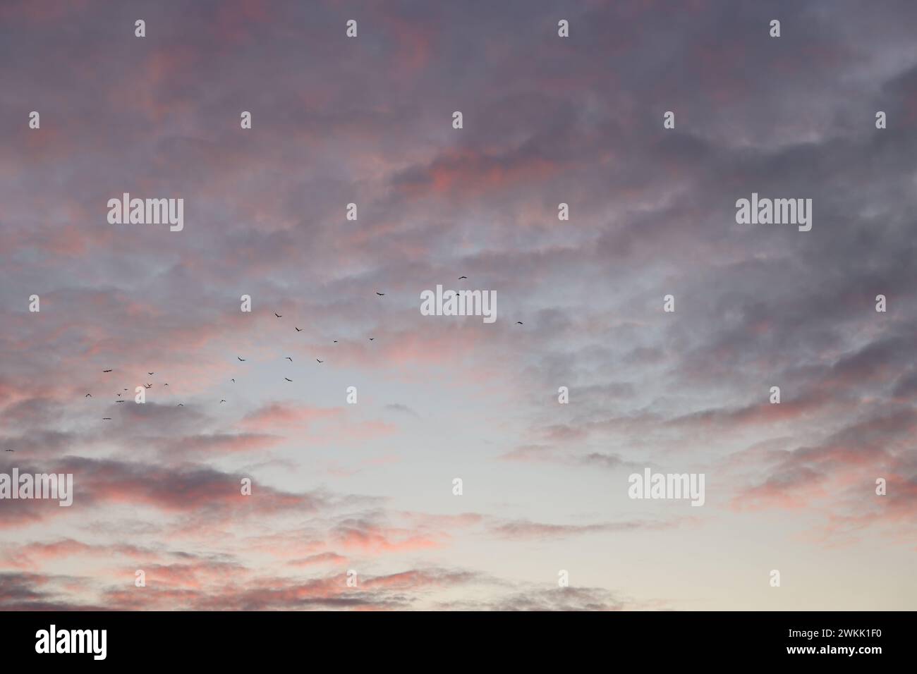 Birds flying in beautiful hi-res stock photography and images - Alamy