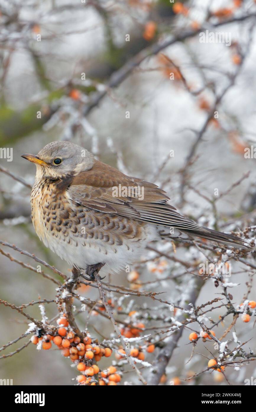 Fieldfare ( Turdus pilaris ) in winter, puffed up plumage, perched, sitting in a hedge of seabuckthorn, freezing, looks cold, wildlife, Europe. Stock Photo