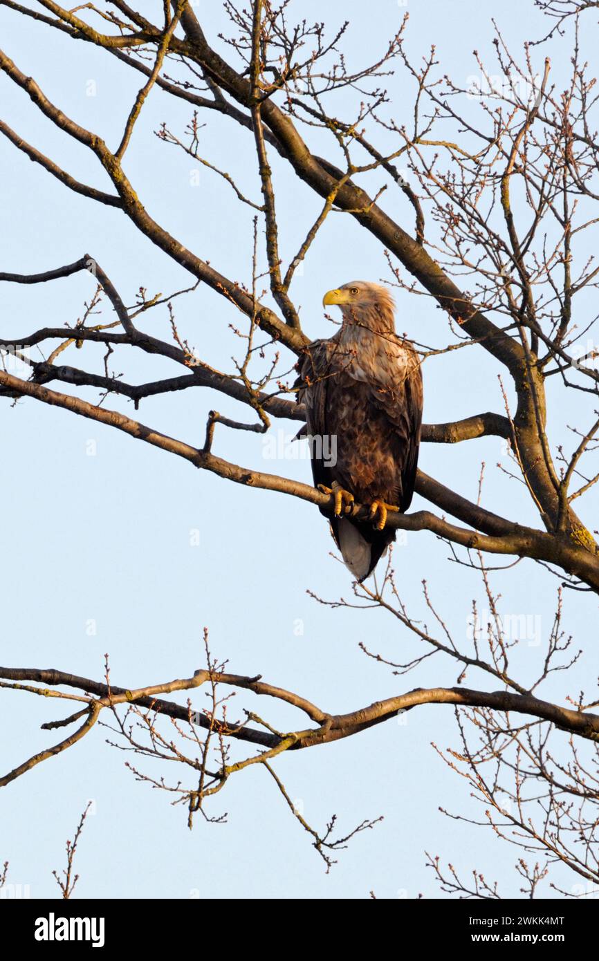 White tailed Eagle / Sea Eagle ( Haliaeetus albicilla ) perched high up in a tree, resting, watching around, typical situation, wildlife, Europe. Stock Photo