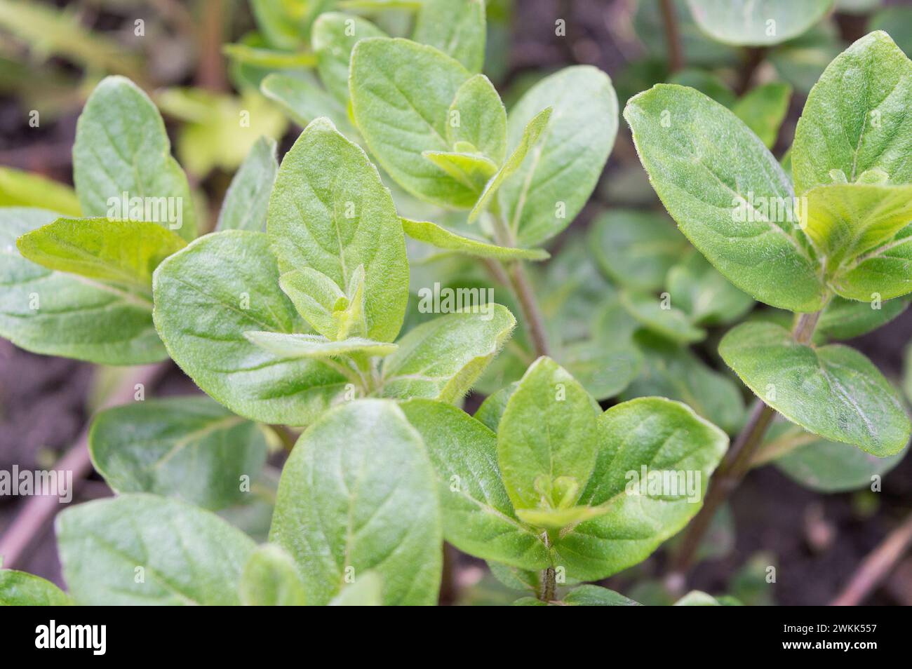 Fresh mint leaves growing in the garden. Green fresh leaves of mint. Mint leaf texture. Mint leaves pattern. Spearmint herbs. Peppermint leaves. Mint Stock Photo