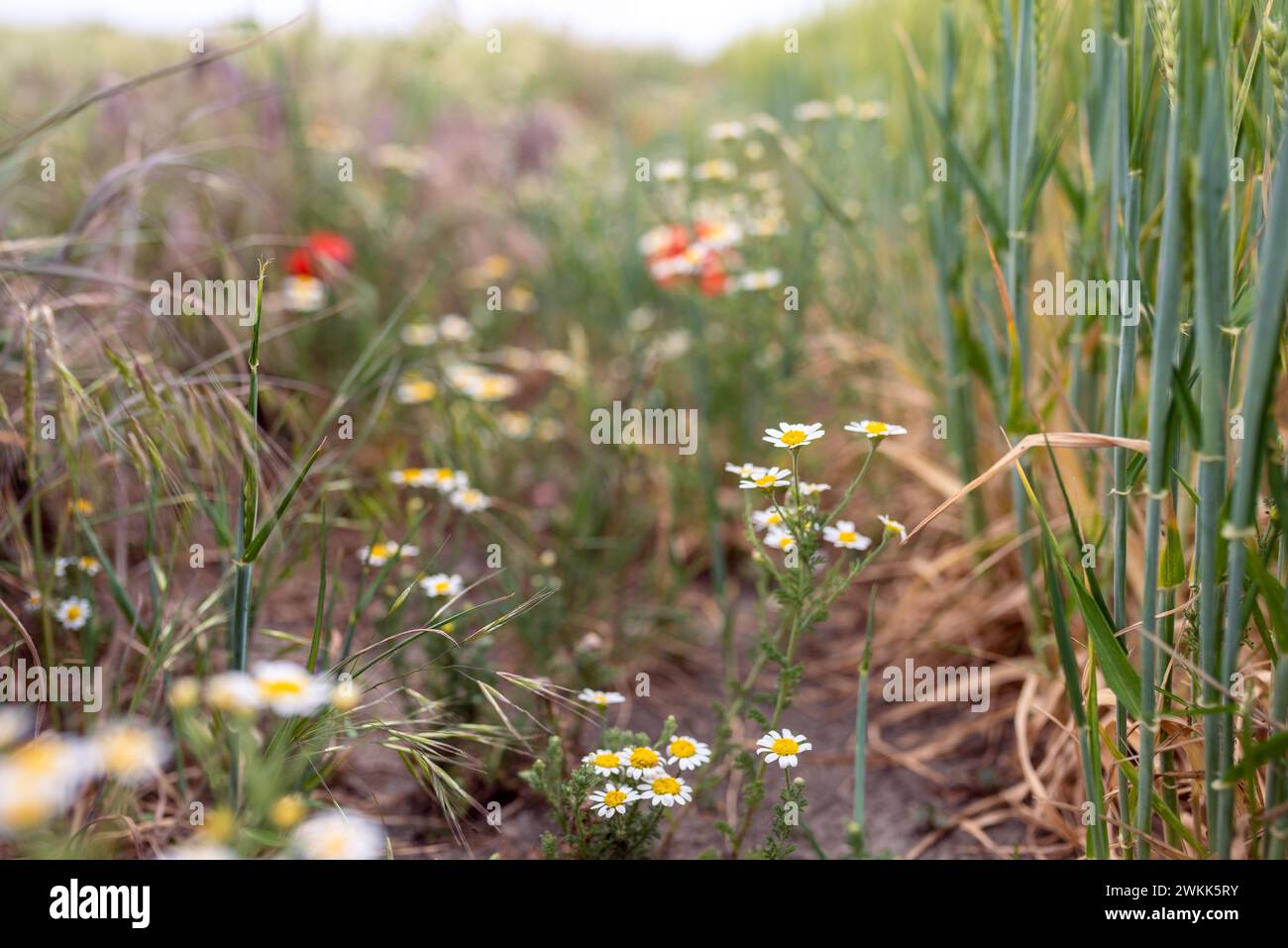 Odorless chamomile on the edge of a cornfield in the middle of a strip of flowers with oats and red poppies in the background Stock Photo