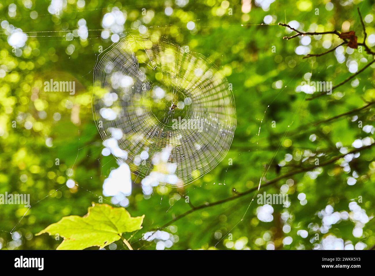 Delicate Spider Web with Dew in Forest Light Stock Photo