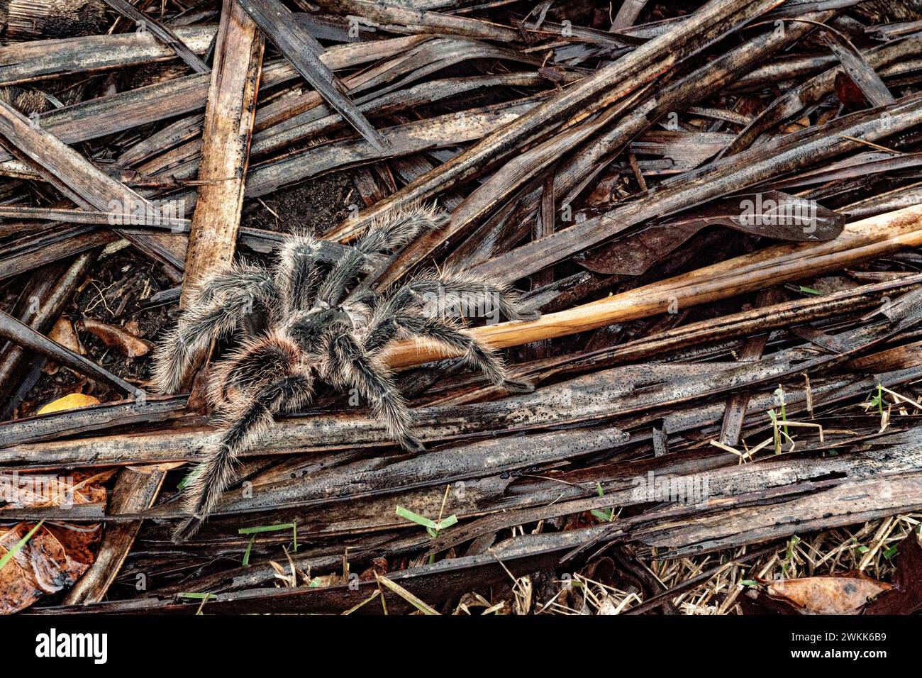 The Brazilian Tarantula or Theraphosidae photographed on a farm in North Eastern Brazil Stock Photo