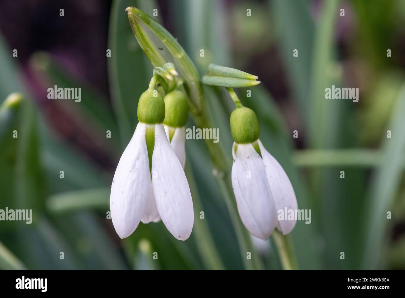 Galanthus 'Trotter's Merlin' snowdrop variety snowdrops flowering during February, England, UK Stock Photo