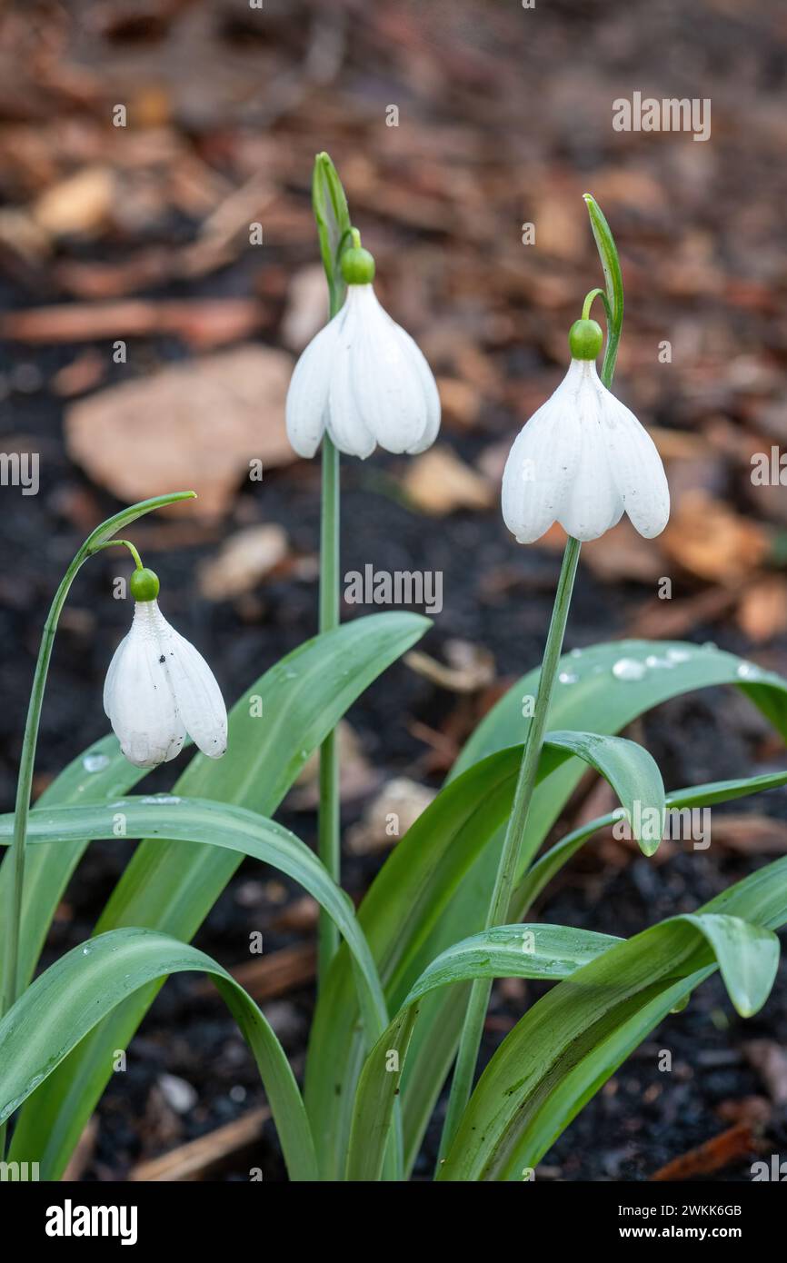 Snowdrop variety Galanthus plicatus 'EA Bowles' with a large poculiform shaped flower, England, UK, during February Stock Photo