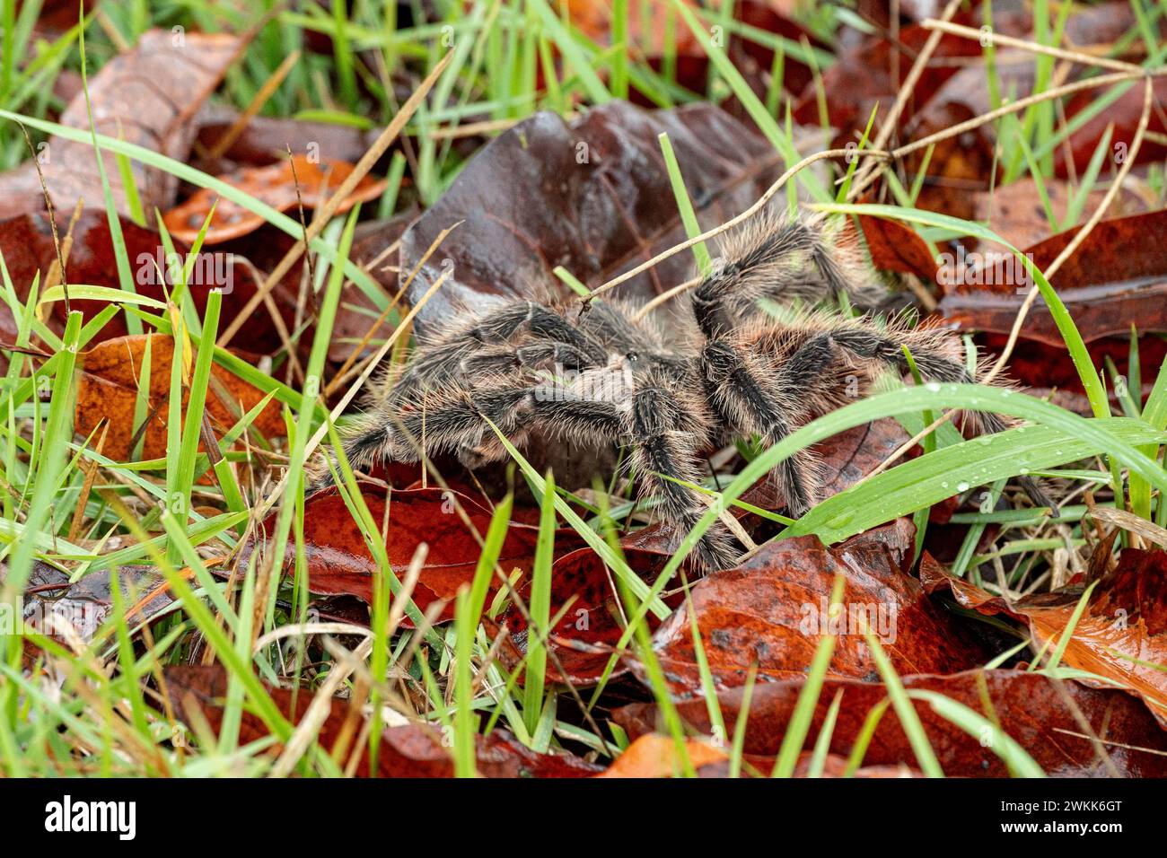 The Brazilian Tarantula or Theraphosidae photographed on a farm in North Eastern Brazil Stock Photo