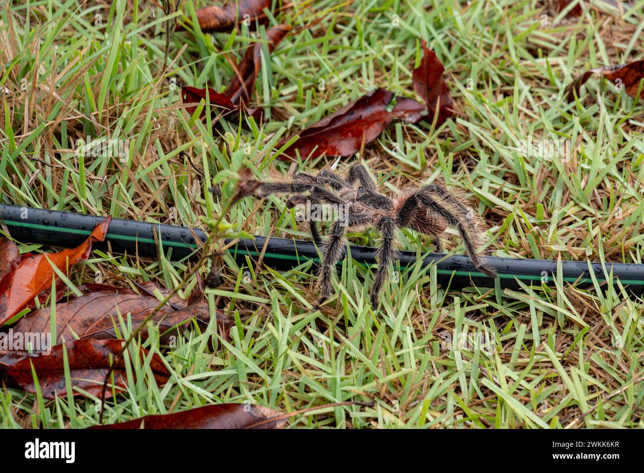 The Brazilian Tarantula or Theraphosidae photographed on a farm in North Eastern Brazil Stock Photo