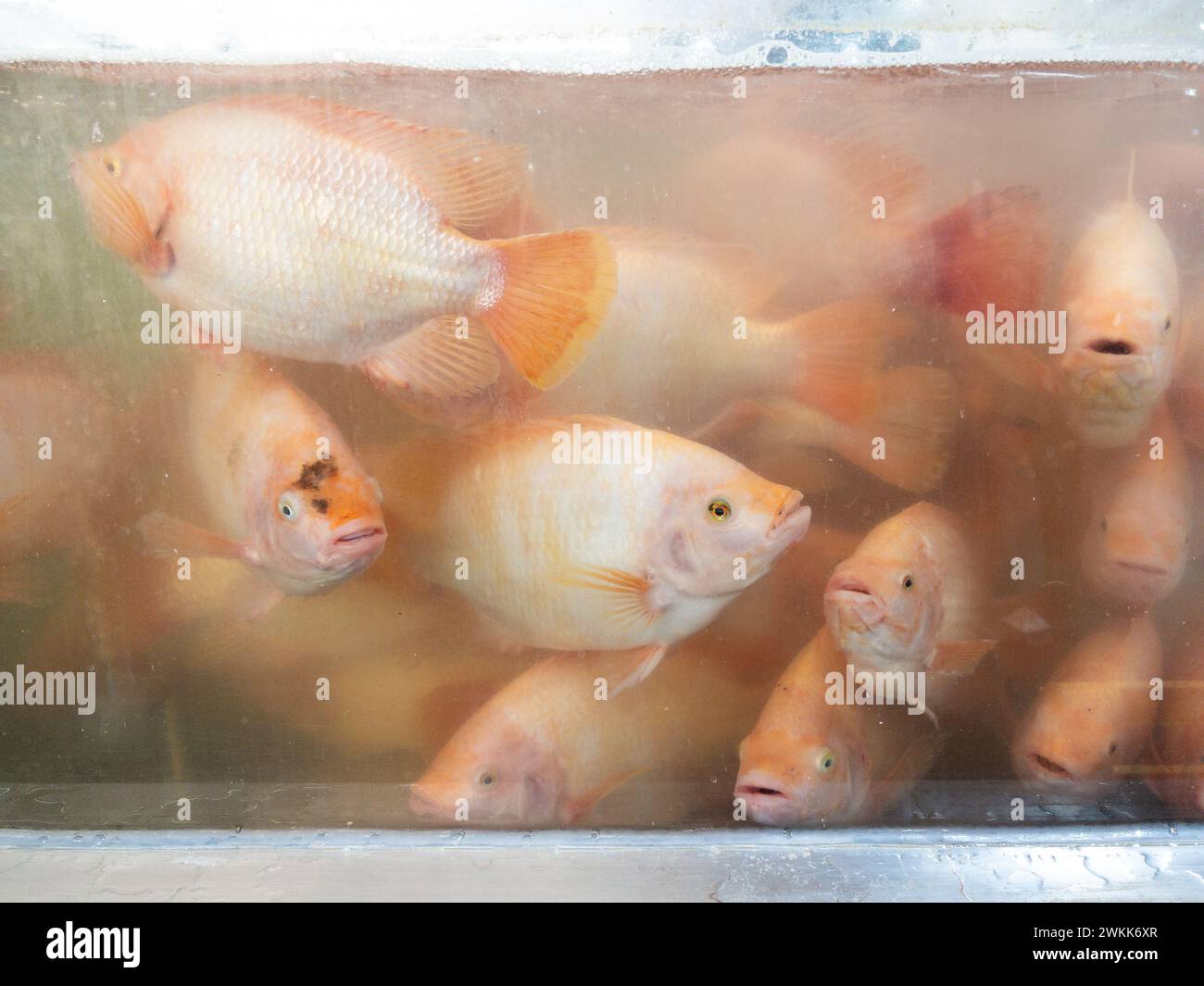 The red tilapia is swimming in the fish tank for sale in the supermarket, front view for the background. Stock Photo