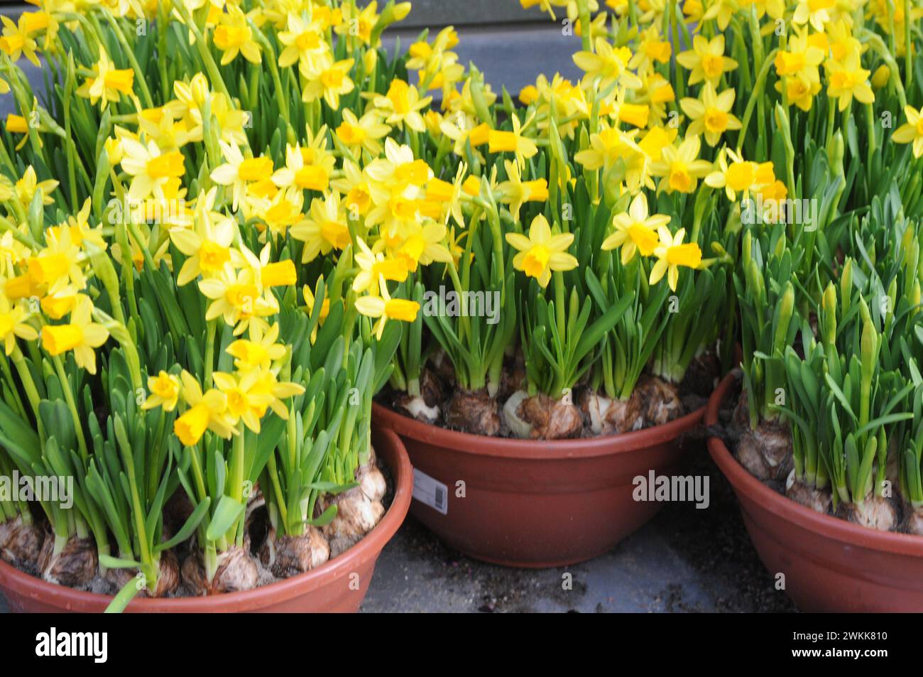 Copenhagen, Denmark /21 February 2024/.Easter lilies or daffodils yellow flowers in danish