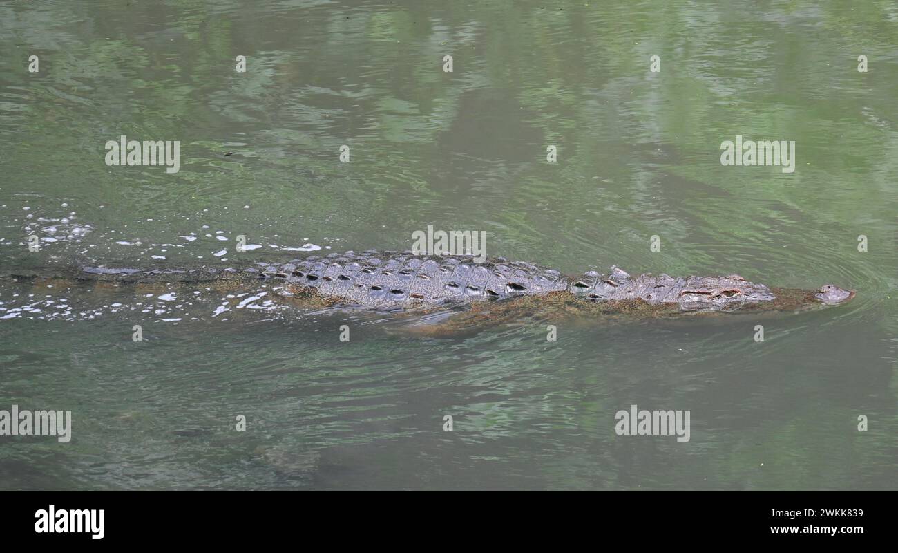 An Indian Mugger crocodile is seen swimming on the surface of a river waters Stock Photo