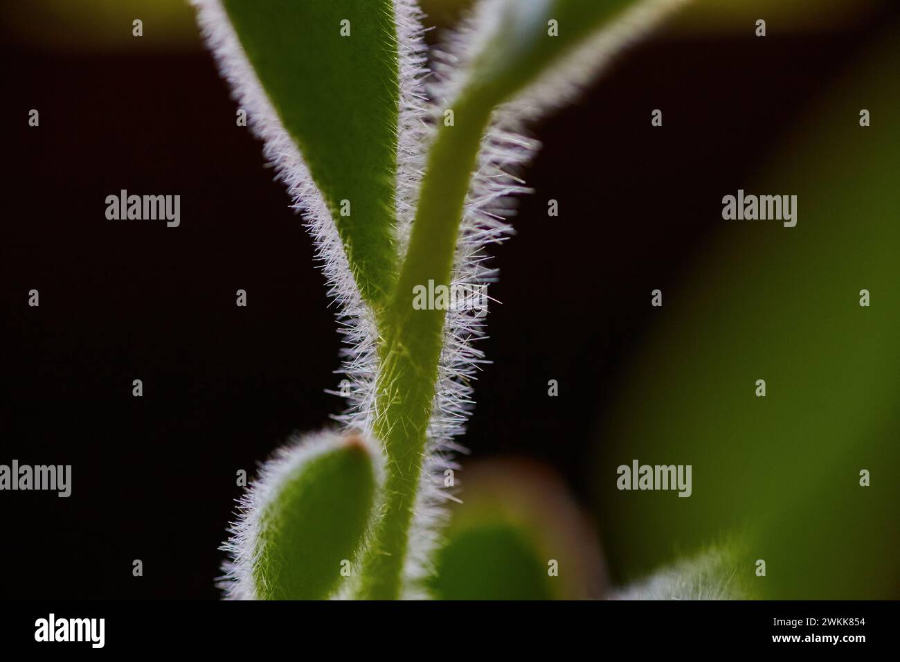 Macro Detail of Succulent Plant Hairs with Shallow Depth of Field Stock ...