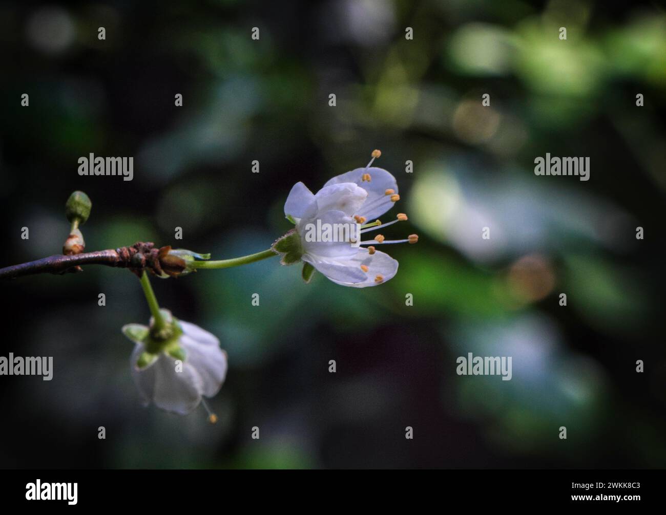 Garden 2024 hires stock photography and images Alamy