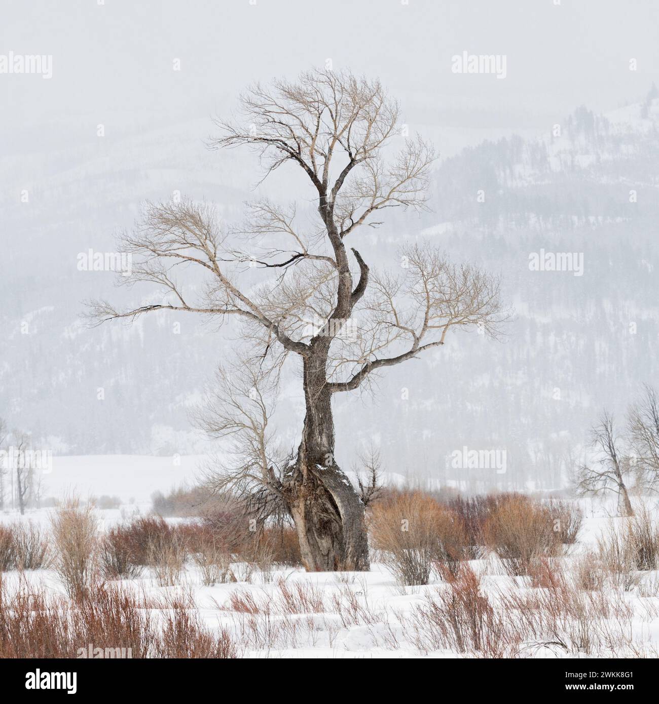 Ghost Tree - Old Oak tree in snow covered Lamar Valley of Yellowstone National Park, winter in Wyoming, USA. Stock Photo