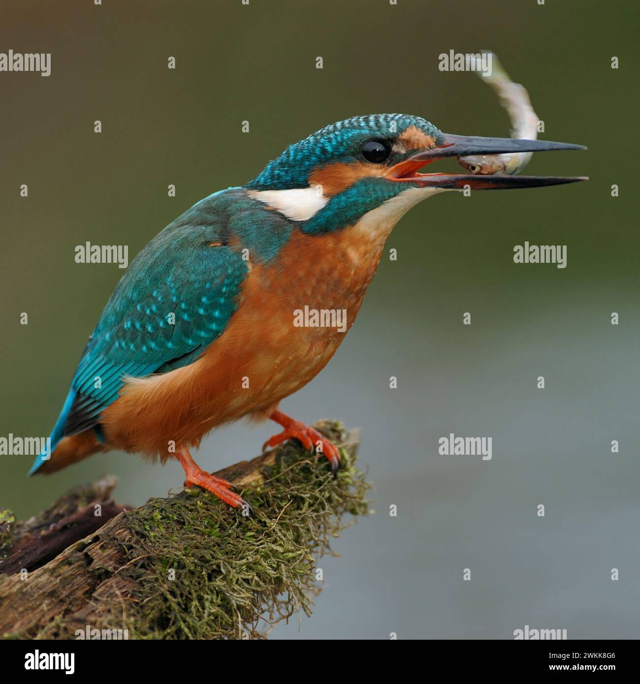 Common Kingfisher ( Alcedo atthis ) holding a little fish in its beak with its head first, typical way to feed on fish, wildlife, Europe. Stock Photo