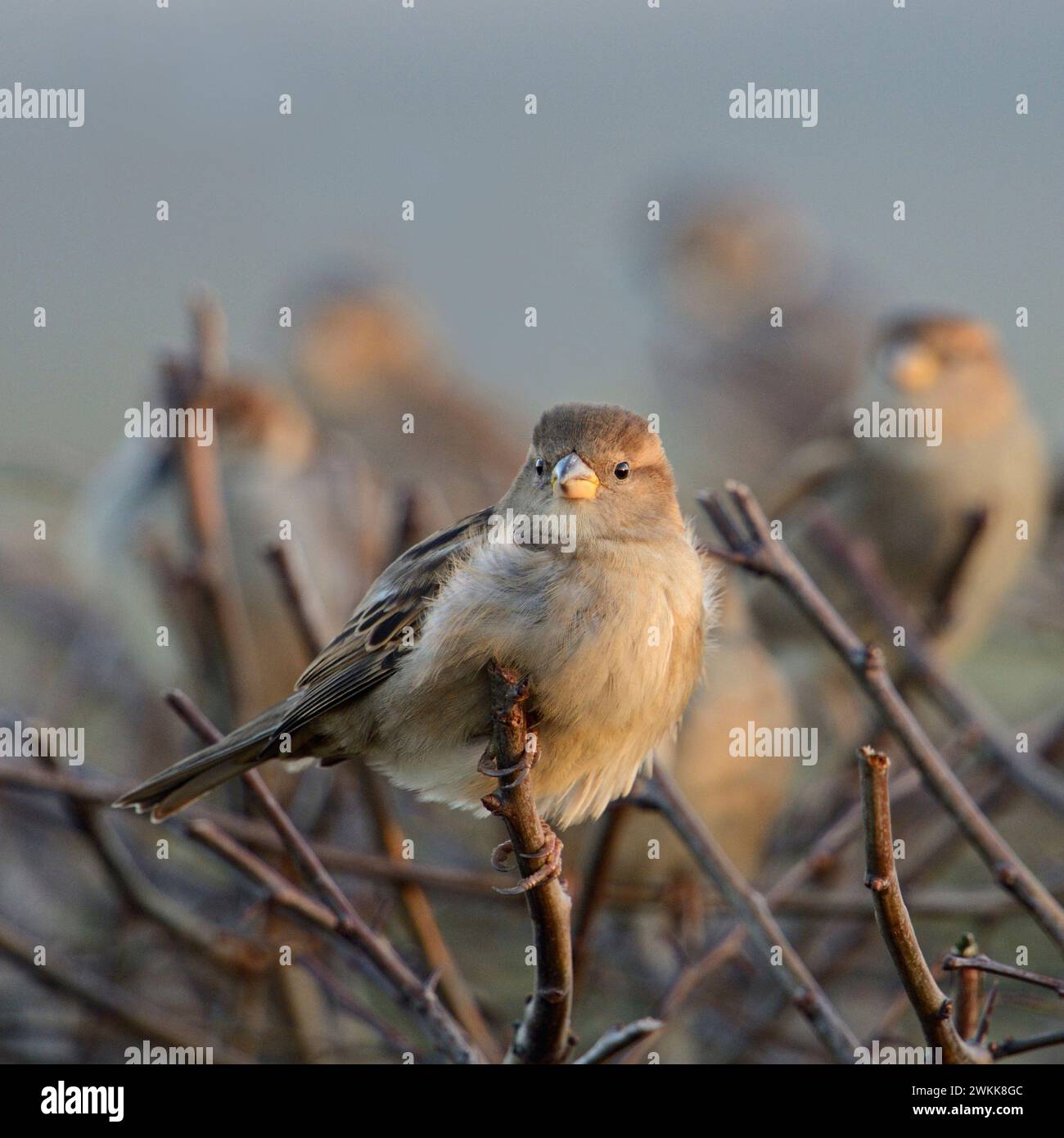 A flock of House Sparrows ( Passer domesticus ) perched, sitting on top of a hedge close to urban settlement, wildlife, Europe. Stock Photo