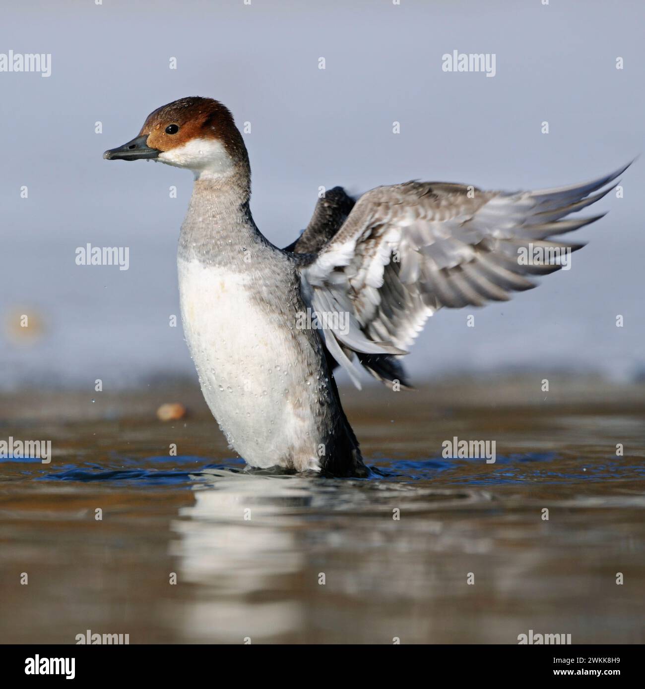 Smew ( Mergellus albellus ), female on a half frozen lake, rare winter guest in Germany, rearing high up out of the water, flapping wings, wildlife, E Stock Photo