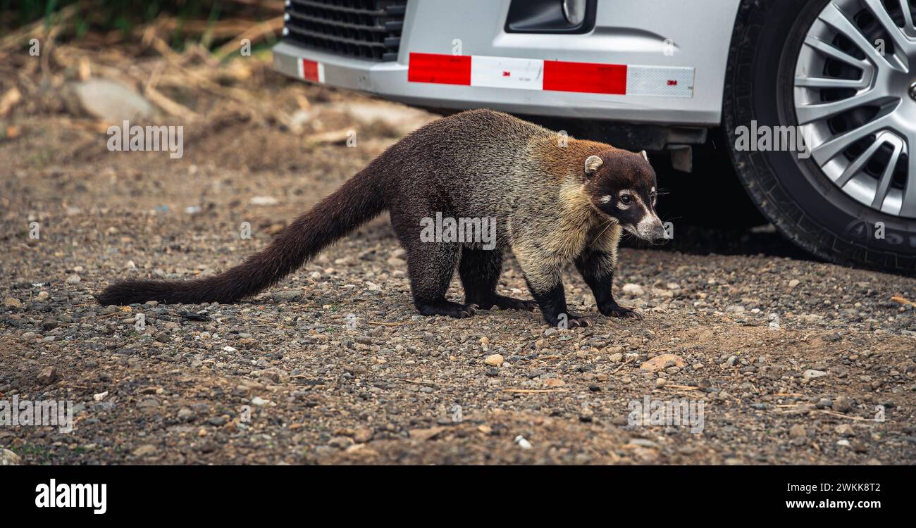 El Arenal National Park, Costa Rica Stock Photo - Alamy
