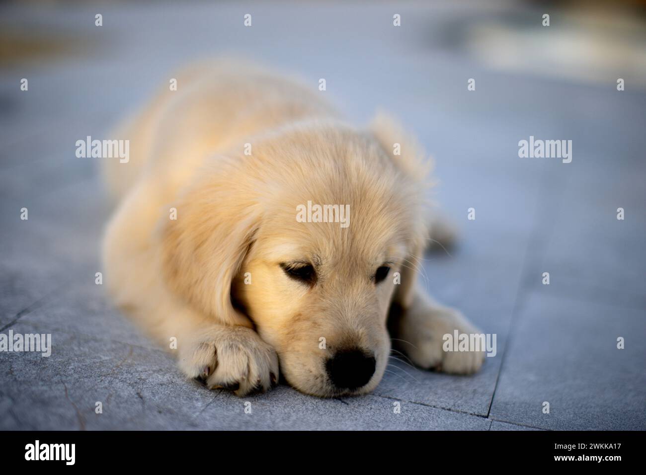 A golden retriever puppy laying down Stock Photo - Alamy