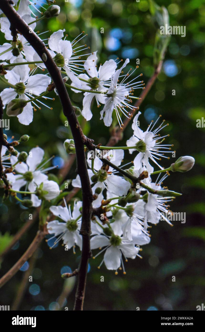 Plum blossom in the garden 2024 Stock Photo - Alamy