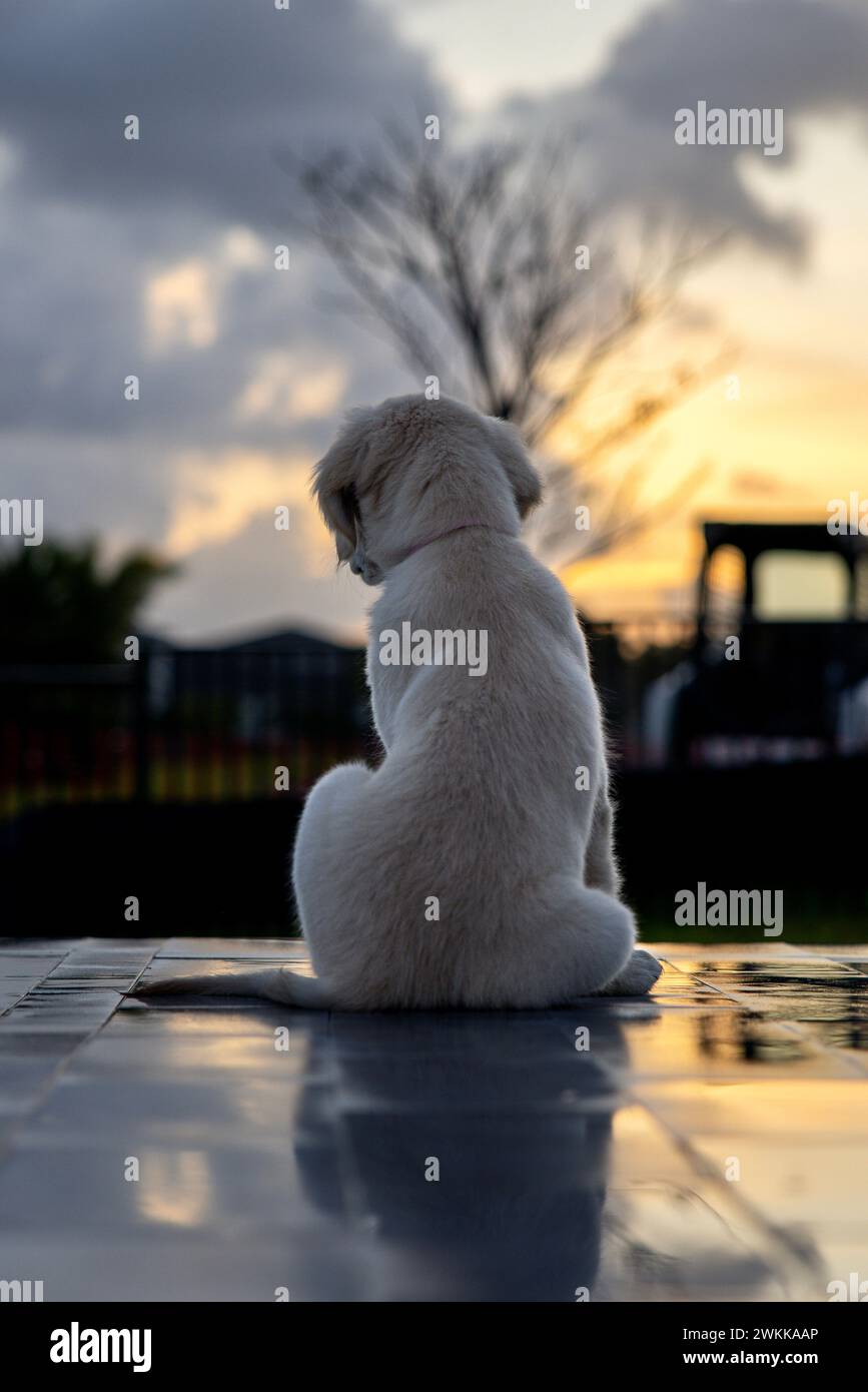 A golden retriever puppy with back turned Stock Photo