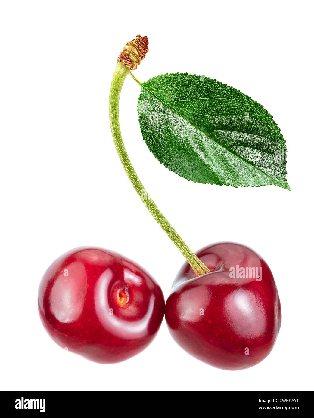 cherry with leaf isolated white background Stock Photo