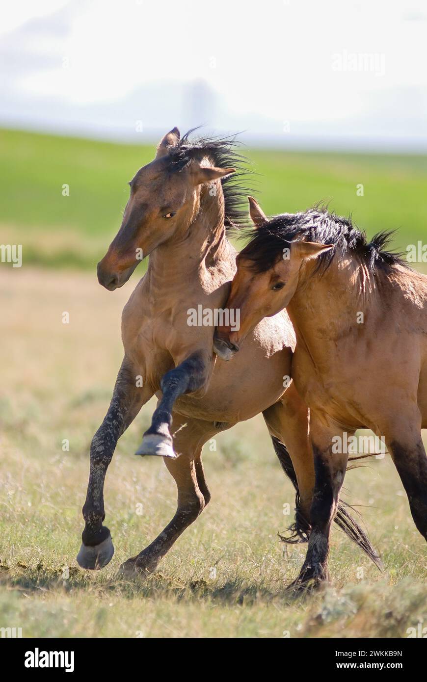 Two Ghila horse stallions fighting against one another or playing being aggressive in communication black manes flying in outdoor field one horse rear Stock Photo