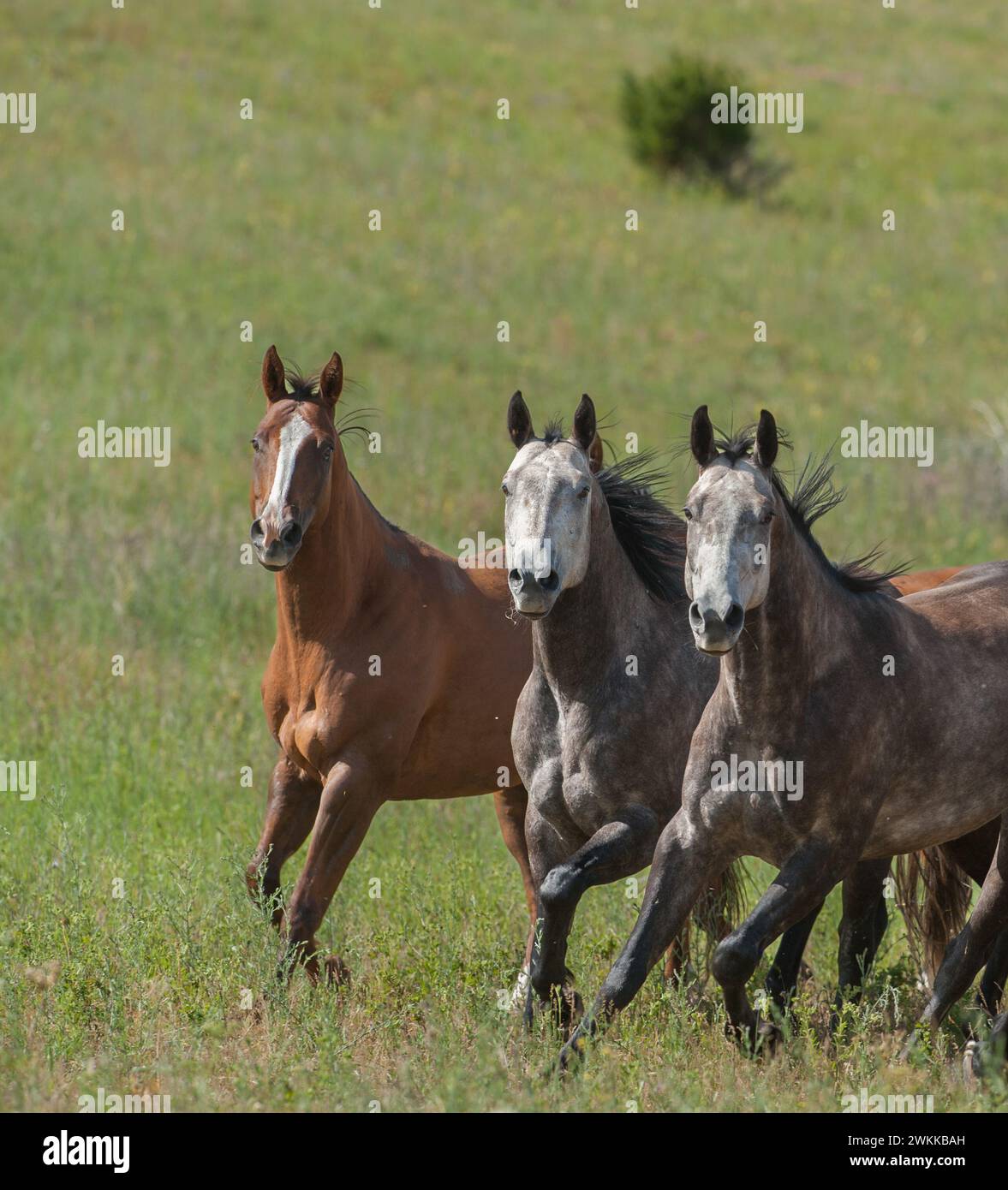 Three horses two greys and one bay with white blaze running towards camera with all ears up in green summer pasture vertical equine image room for mas Stock Photo