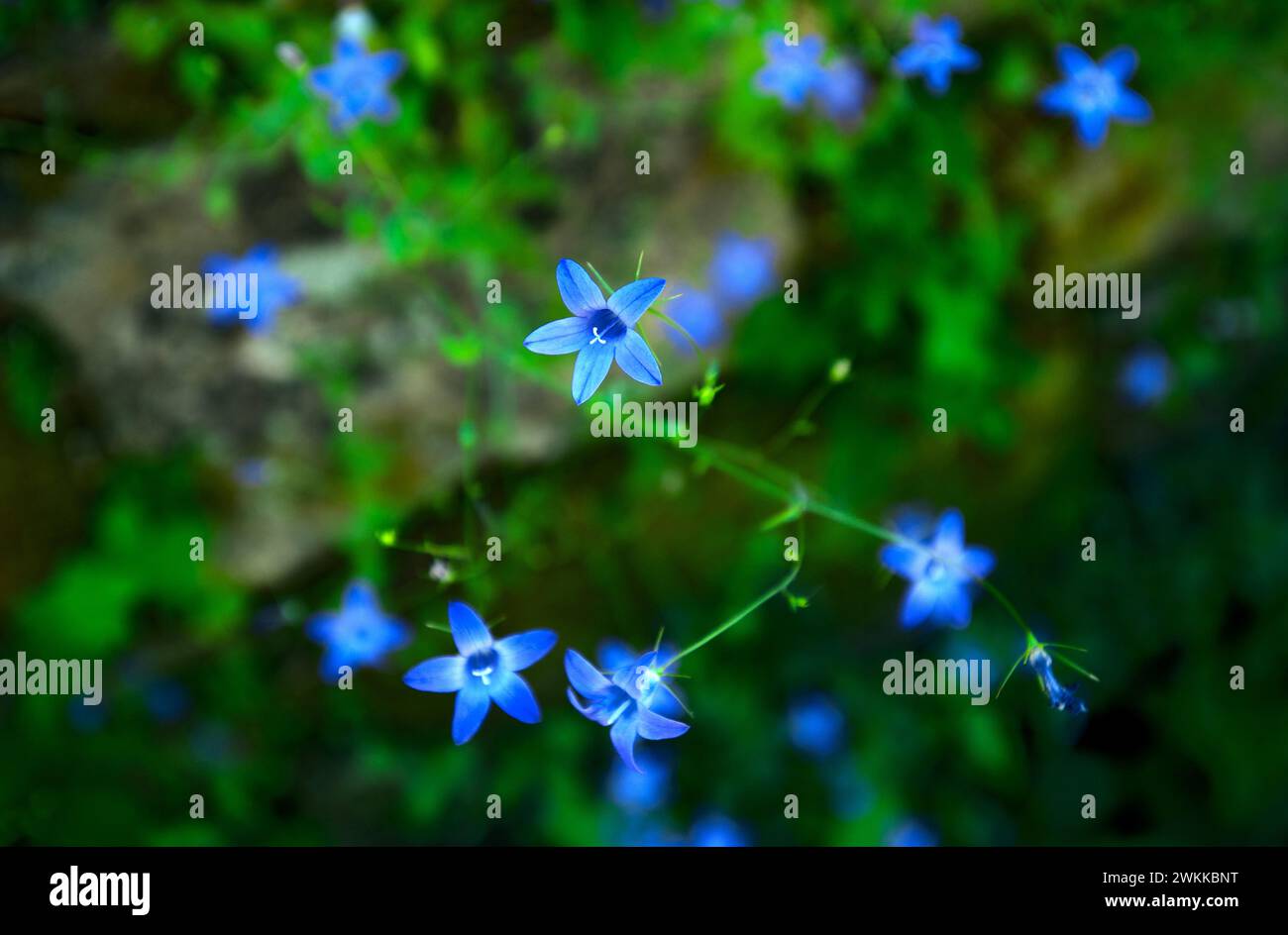 Wild blue hi-res stock photography and images - Alamy