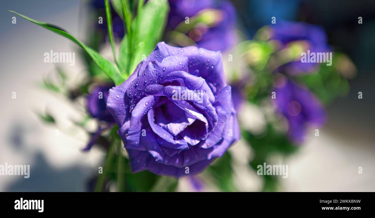 Purple rose flower hi-res stock photography and images - Alamy